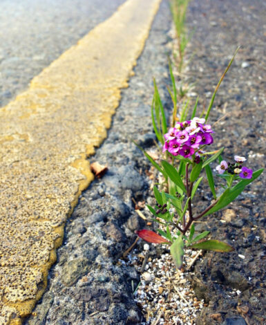 flower coming out of pavement represents grit